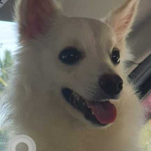 Missing: White Male American Eskimo crossed with Pomeranian Dog from Basaveshwarnagar 3rd stage 4th phase-2
