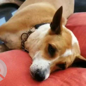 Missing: White-Brown Mix Female Indie Dog from Ocean view the apartment hotel,  Punjab national bank Velsao branch near upasnagar circle