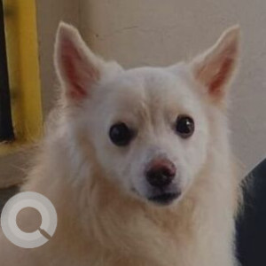 Missing: White Male American Eskimo crossed with Pomeranian Dog from Basaveshwarnagar 3rd stage 4th phase-4