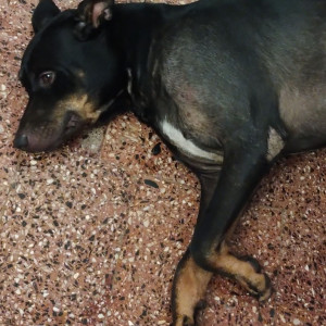 Missing: Black Male Indie Dog from Pintus Waddo, Candolim-2