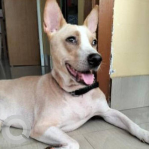 Missing: White-Brown Mix Male Indie Dog from Electricity Board Office, Japorigog, Guwahati