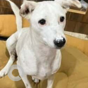 Missing: White Female Indie Dog from Vampuguda Poleramma Temple