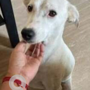 Missing: White Female Indie Dog from Vampuguda Poleramma Temple-2