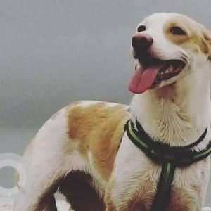 Missing: White-Brown Mix Female Indie Dog from Camp Nest Gaurkamat Karjat