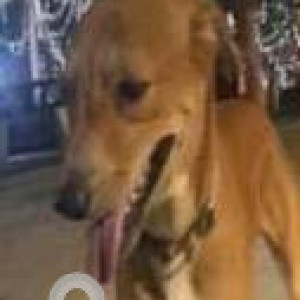 Missing: Brown Male Indie Dog from Mount Mary church / bandstand, Bandra west-2