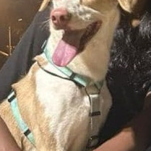 Missing: White-Brown Mix Female Indie Dog from Camp Nest Gaurkamat Karjat-2