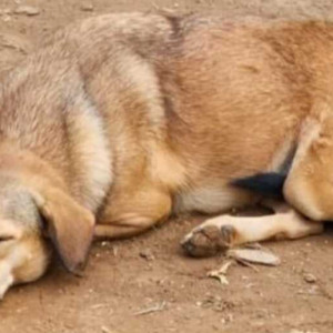 Brown Female Indie Dog is Missing from Dadar Wadala Sion Mahim Shivaji Park