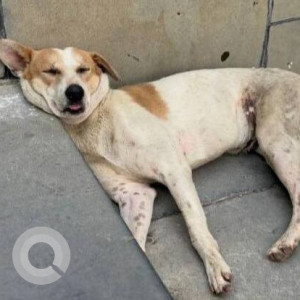 Missing: White-Brown Mix Male Indie Dog from IIM Calcutta, Joka, Kolkata-2