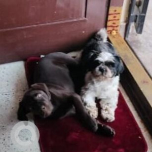 Missing: Black and White Female Shih Tzu Dog from 13th cross, Prashantnagar, Vijaynagar-2