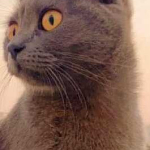 Missing: Grey Male Chartreux Cat from Ajmera Pimpri Chinchwad-2