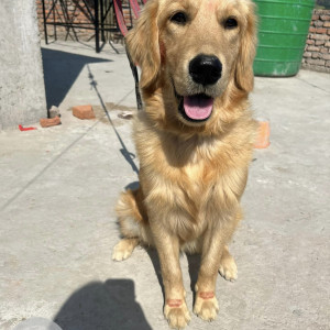 Missing: Golden Female Golden Retriever Dog from Lakila Bhaktapur
