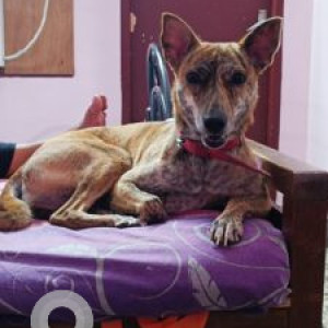 Brown Female Indie Dog is Missing from Kodambakkam, chennai, Taminadu