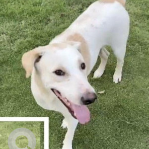 Missing: White-Brown Mix Male Indie Dog from Camurlim near temple