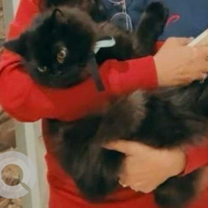 Missing: Black Female Persian Cat from Amanora Park town