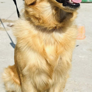 Missing: Golden Female Golden Retriever Dog from Lakila Bhaktapur-2