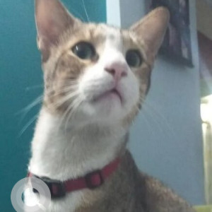 Missing: White and Grey Male Indie Cat from Nerul, Navi Mumbai