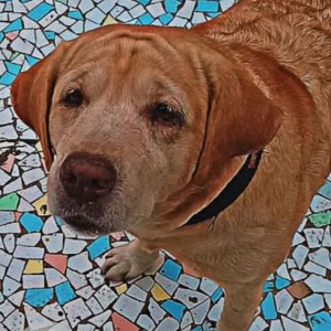 Missing: Brown Male Indie Dog from J.M. Road
