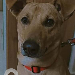 Missing: Brown Male Indie Dog from DDA Complex Dwarka sector 23 B