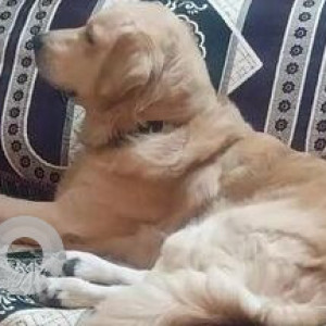 Missing: Golden Male Golden Retriever Dog from Rajajinagar 1st N Block, near Vidya Vardhak School-2