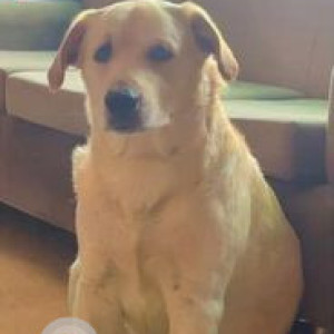 White Male Labrador cross Dog is Missing from Virender nagar , Janakpuri Area-2