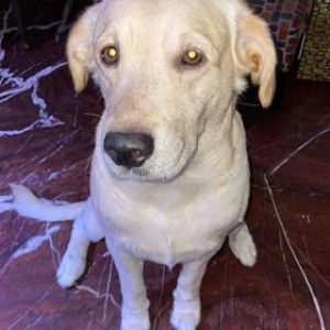 White Male Labrador cross Dog is Missing from Virender nagar , Janakpuri Area