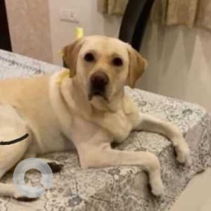 Missing: White Male Labrador Dog from Mandya