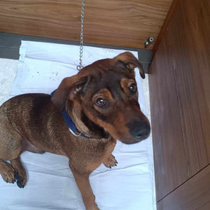 Missing: Black and Brown Male Indie Dog from Golibar Maidan Chowk, Near Pune Cantonmemt Board, Camp, Pune-3