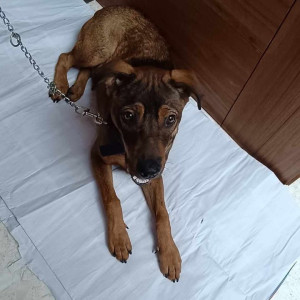 Missing: Black and Brown Male Indie Dog from Golibar Maidan Chowk, Near Pune Cantonmemt Board, Camp, Pune-2