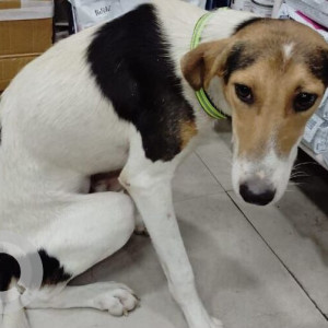 Found: White-Brown Mix Male Indie Dog from CR Park, South Delhi