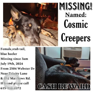 Missing: Black and Brown Female Blue heeler Dog from Near Trinity Lane, Old Matthews road, Nashville, Tennessee-2