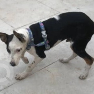 A Black and White Indie Dog Found from Ejipura, Bengaluru-2