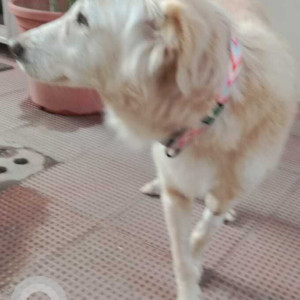 Found: White Female Golden Retriever Dog from CSOI grounds-2