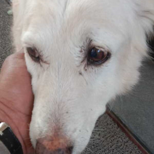 Found: White Female Golden Retriever Dog from CSOI grounds-3