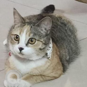 Missing: White and Grey Female Indie Cat from Regulus Society Balewadi Gaon Baner flat no. B504