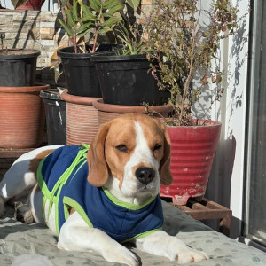 Missing: White-Brown Mix Male Beagle Dog from Suddhowala, Dehradun