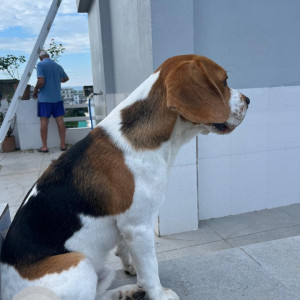 Missing: White-Brown Mix Male Beagle Dog from Suddhowala, Dehradun-2