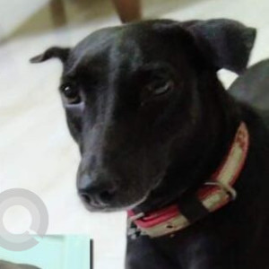 Missing: Black Male Indie Dog from Venkateswara Nagar, Kottivakkam