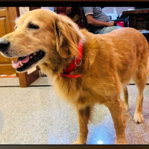 Missing: Brown Male Golden Retriever Dog from Whitefield area-2