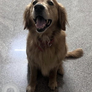 Missing: Brown Male Golden Retriever Dog from Whitefield area-3