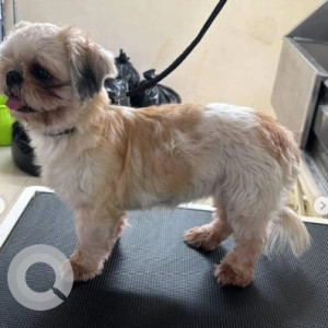 A White and Grey Shih Tzu Dog Found from Krishnarajapura, Bengaluru-3