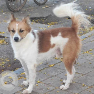 Found: White-Brown Mix Male Indie Dog from Bangur nagar police choky, Malad West-2