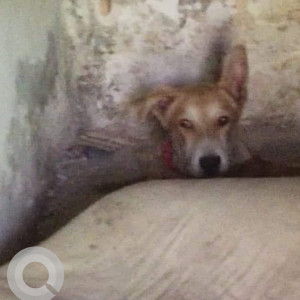 Found: Brown Male Indie Dog from Koregaon Park Lane 3-2