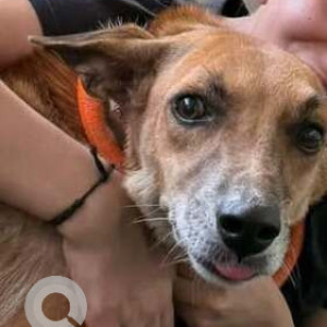 A Black and Brown Indie Dog Missing from IFFCO Chowk, Delhi NCR-2