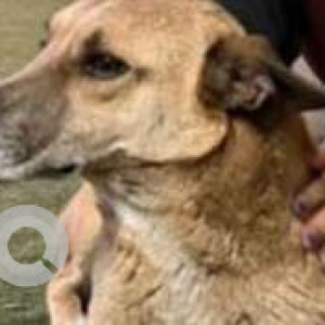 A Black and Brown Indie Dog Missing from IFFCO Chowk, Delhi NCR-3