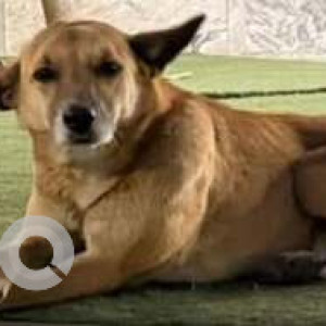 A Black and Brown Indie Dog Missing from IFFCO Chowk, Delhi NCR