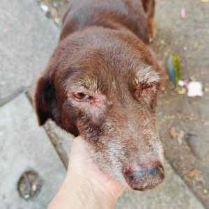 A Brown Indie Dog Missing from Mira Road East, Thane-3