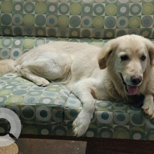 Found: White Male Golden Retriever Dog from Hyderabad near NCC Cyber Urbania, Tellapur-2