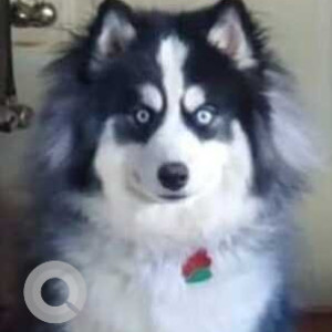 Missing: Black and White Male Husky Dog from Tiffin, Ohio-2