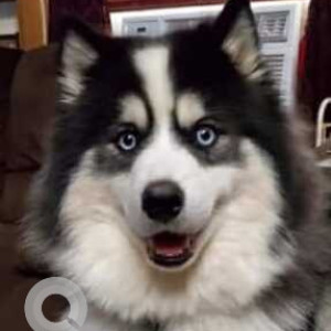 Missing: Black and White Male Husky Dog from Tiffin, Ohio