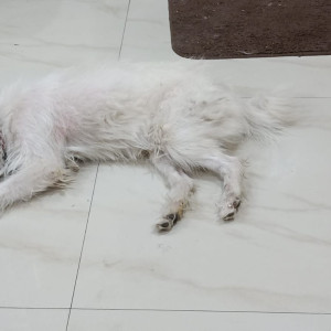 Found: White Male Pomeranian Dog from Sarva Park, New Bowenpally, Secunderabad-2